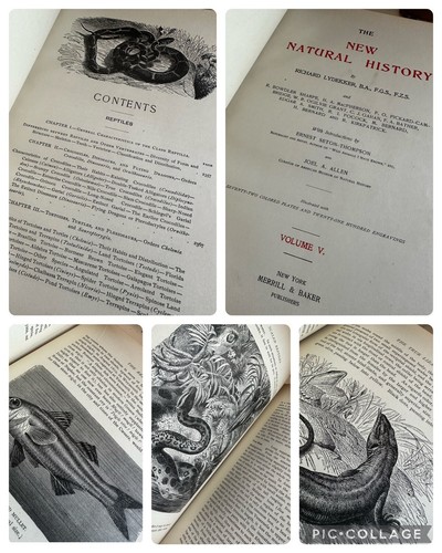 Antique New Natural History Richard Lydekker Book Set 6 Volumes 1901 Collector - Picture 18 of 19