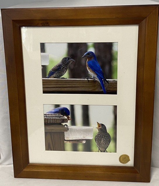 Framed Bluebird Photographs by Laurie Odiorne NC. 15.5" x 12.5 Framed Bluebird Photographs by Laurie Odiorne NC. 15.5" x 12.5