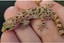 guamgecko1981_1