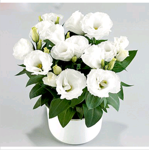 Image Is Loading White Eustoma Seeds Perennial Flowering Plants Balcony Potted Image Is Loading White Eustoma Seeds Perennial Flowering Plants Balcony Potted