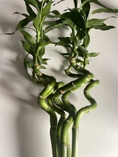 Unique Bamboo Spiral Stalk Live Plant For Terrariums, Vivariums, Home, & Garden!