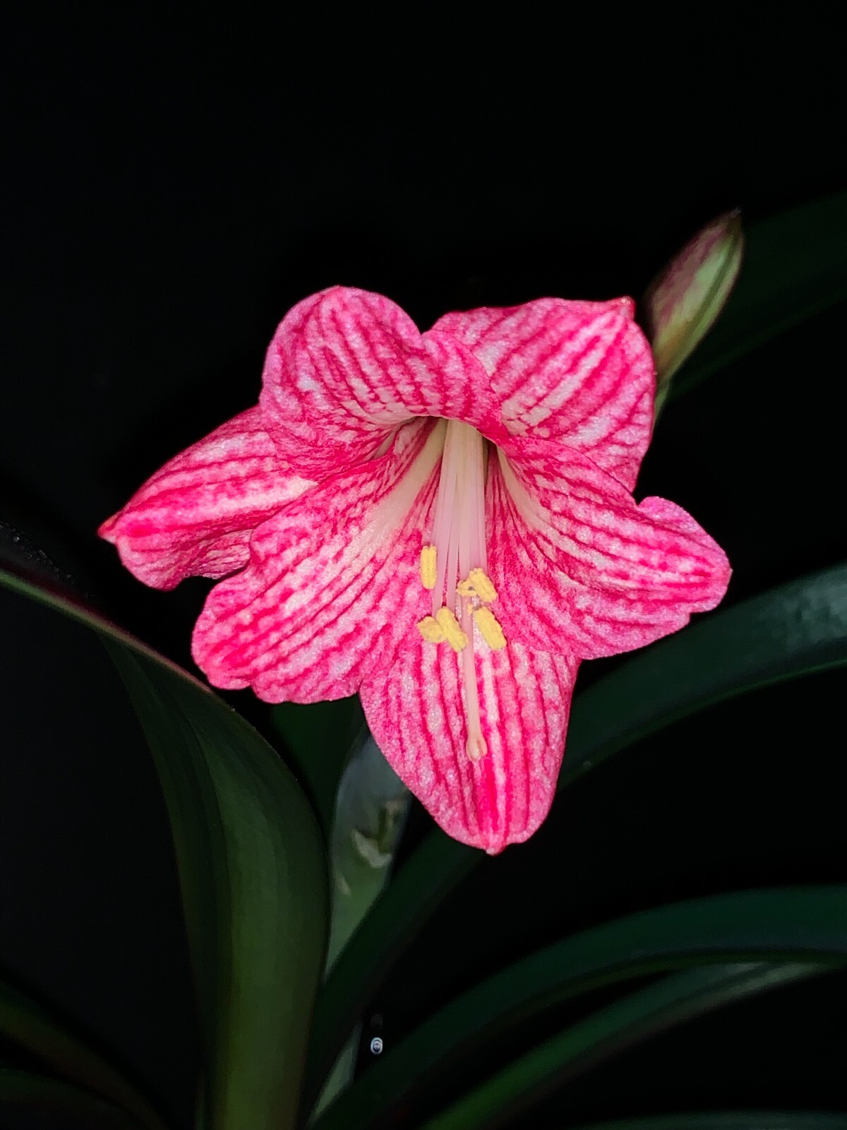 Hippeastrum incachacanum ROSA - 12 semillas frescas