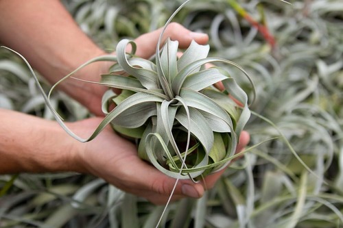 Xerographica Air Plants-Varied Sizes, Wholesale Bulk, Easy Care, 30Day Guarantee - Picture 13 of 48