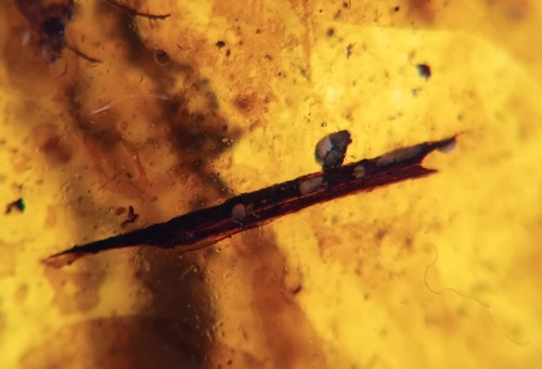 100 MILL. ÁMBAR BURMITA AÑOS DE ANTIGÜEDAD CON 2 INSECTOS Y PIEZAS DE PLANTAS (ABR14/57) - Imagen 4 de 6