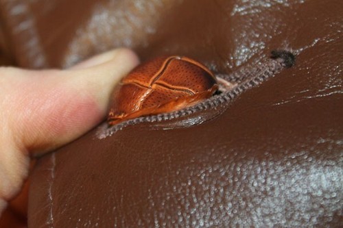 ABRIGO/CHAQUETA COCHE HOMBRE MONTGOMERY WARD VINTAGE CUERO MARRÓN FORRO EXTRAÍBLE TALLA 40 - Imagen 4 de 7