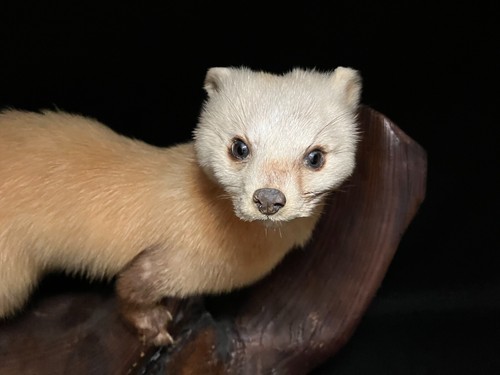 Stofftiere, Real Japan, Japanischer Marder (Martes melampus) Tadermy - Bild 4 von 17