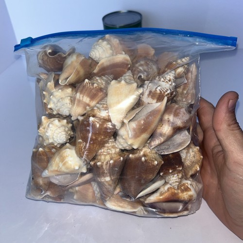 Tasche mit gemischten weißen Muscheln ~ verschiedene Größen sehr schwer - Bild 6 von 6