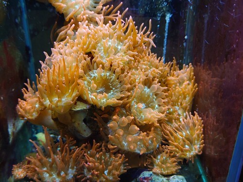 Rose Bubble Tip Anemone - Picture 3 of 7