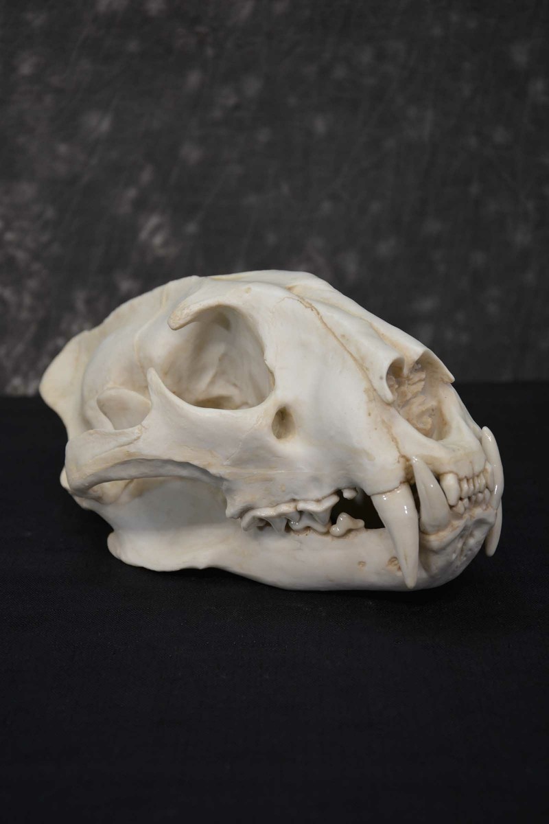 00s roen leopard skull レオパード スカル 骸骨 ジャージ Leopard Skull (Masked, DR+PR+PA) – Parts of Four