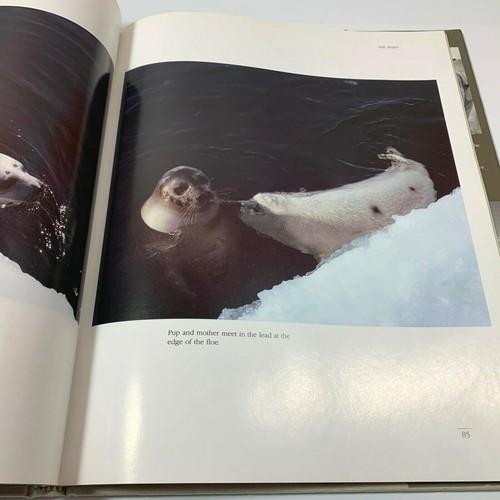 Seasons of the Seal von Brian Davies und Fred Bruemmer 1988 Hardcover Fotografie - Bild 8 von 11