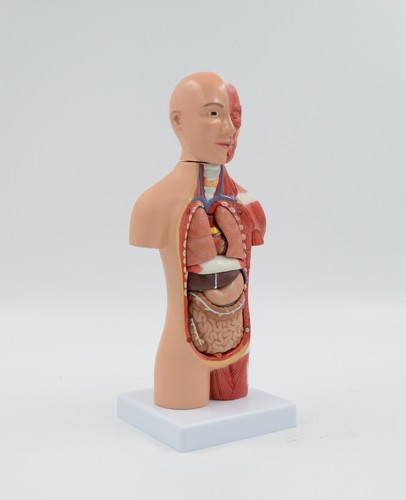 28cm/11" 15 Parts Torso with Half Body Muscles Organs Medical Anatomy Model - Picture 2 of 5