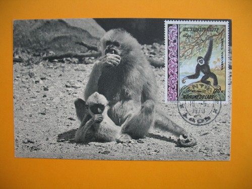 Card Maximum Laos - Carte Maximum Laos- Monkey - Singe Gibbon - Bild 1 von 2