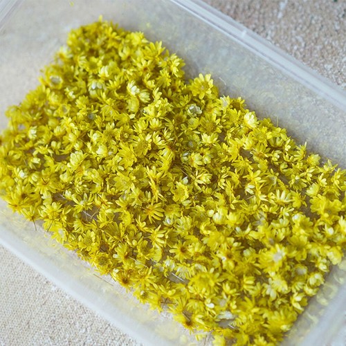 710/1420PC Dried Flowers Set Art Craft Epoxy Resin Candle Making Jewelry Glass - Picture 9 of 17