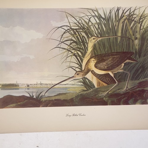 Vintage Audubon John James Birds of America Long Billed Curlew Lithograph Print - Picture 4 of 8