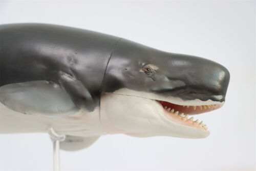 PNSO Livyatan Melvillei 56 Figure Marine Mammals Adult Kid Animal Model Toy Gift - Picture 9 of 19