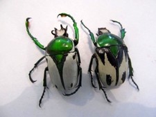 Sphaenognathus giganteus PAIR NICE Taxidermy REAL Unmounted Insect