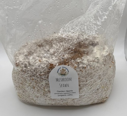 Garden Giant Mushroom Spawn (wine caps) on 6 LBS organic wheat FREE SHIPPING! - Picture 2 of 5
