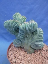 Myrtillocactus geometrizans "Elite" Cultivar CREST NICE! 5" Wide 5" Tall V7