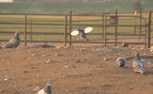 Señuelos y accesorios de caza de palomas para exteriores MOJO - (Elige una talla, varios - Imagen 6 de 6