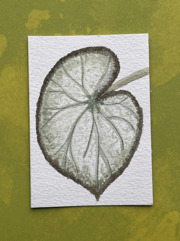 ACEO 2.5x3.5" Original Botanical "Begonia Leaf" Watercolor 2026 K Fowler Art