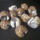 Set of 12 Vintage Tiger Cowrie Sea Shell Napkin Ring Holders Beach Party 