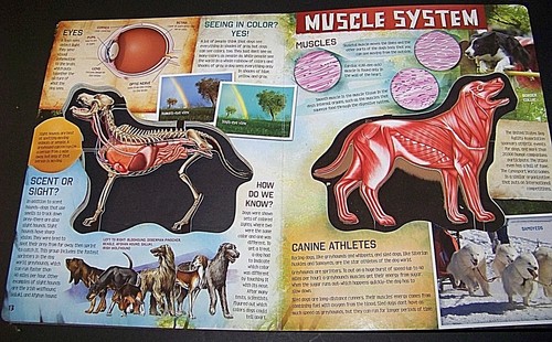 INSIDE A DOG by Paul Beck A Scholastic Book 3 D view of Man's Best Friend! - Foto 6 di 6