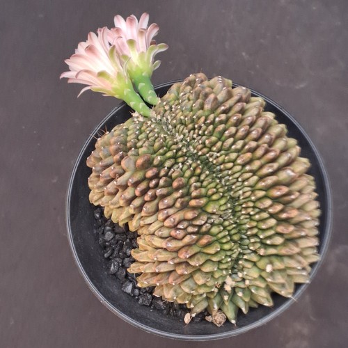 Gymnocalycium mihanowichii f. cristata crested PLANT ebay-Y027 - Foto 7 di 24
