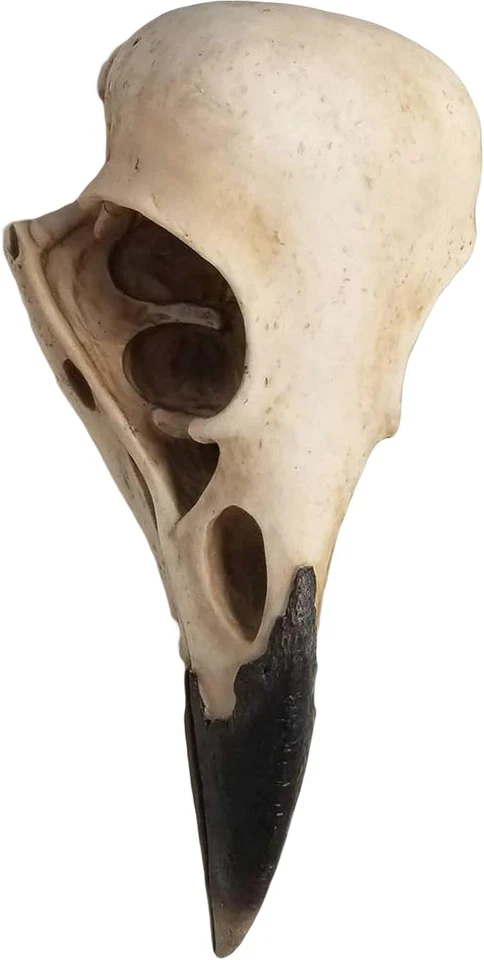 Corvus de 15,75 pulgadas imitación taxidermia cuervo cráneo pájaro de profecía cuervo gótico colgante Foto 4 de 4