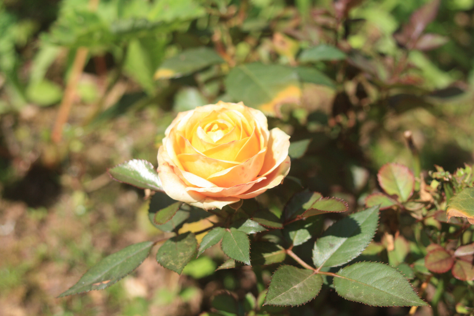 Bild 12 von 16