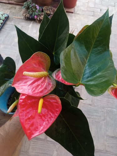 Anthurium NARANJA PLANTA de interior maceta 12 cms tamaño 30-40 cms - Imagen 3 de 4