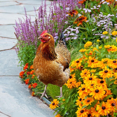 Garden Ornaments Sculptures Chicken Decorations Rooster Statues Yard Art Decor - Picture 7 of 17