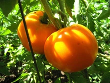 Golden Jubilee Tomato Seeds, NON-GMO, Organic, Heirloom, 