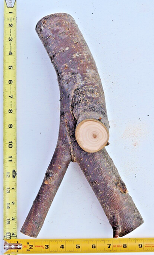14" Apple Wood Stick Log Multi Branch Carving Craft Live Edge W Crotch 2 1/2"D - Picture 12 of 12