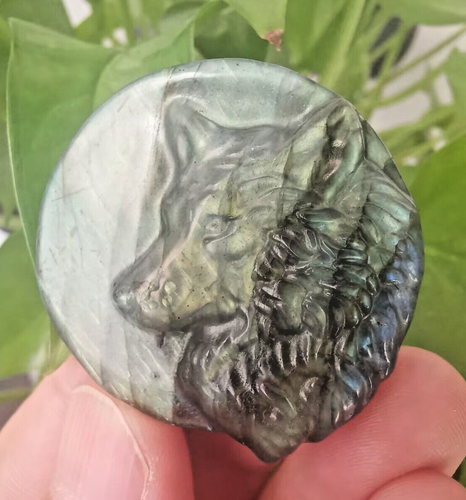 Teschio di Lupo 2" Labradorite Naturale Intagliato a Mano Cristallo Reiki Guarigione 1pz - Foto 14 di 20