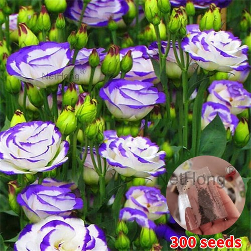 Lotus Flower Seeds Nelumbo nucifera Aquatic Water Lily Sacred Plant Pond Seeds - Picture 33 of 45