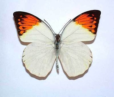 HEBOMOIA GLAUCIPPE MINDORANA unmounted butterfly