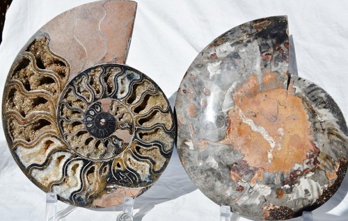 Large Black Ammonite Pair 225mm 110myo Dino age FOSSIL XXXL Crystals 8.9" 9194ee - Picture 9 of 11