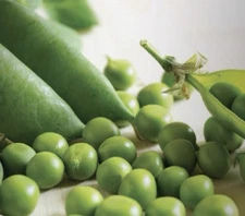 PEA SEED, SUGAR SNAP DADDY, HEIRLOOM,  NON GMO, 5+ SEEDS, PERFECT PEAS