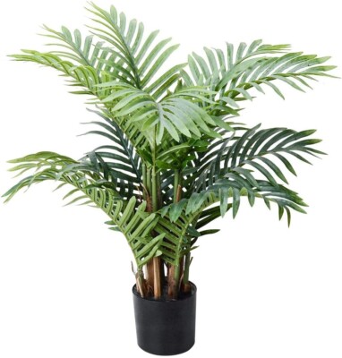 where to buy pachira money tree 4" Money Tree (Pachira Aquatica)