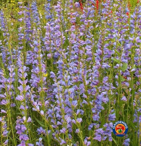 1000 Penstemon Seeds ROCKY MOUNTAIN Perennial Beardtongue Hummingbirds - Picture 3 of 5