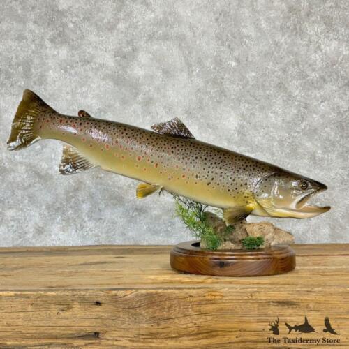 #28977 EL | 26" Brown Trout Taxidermy Fish Mount For Sale - Picture 4 of 5