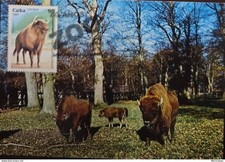 KV)1997 CUBA, POSTCARD OF BISON IN THE FOREST SENT FROM HAVANA TO CAMAGÜEY, WITH