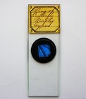 Antique Microscope Slide. Wing of Morpho Cypris from S.America by J.T.Norman