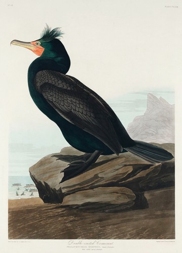 Cormorant John James Audubon Vintage American Bird Wall Art Print Poster Picture - Picture 3 of 6