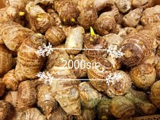 READY TO GROW 10 Colocasia Esculenta Elephant Ear Taro Gabi Kalo Eddo Bulbs