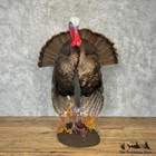#29785 E | Eastern Turkey Taxidermy Bird Mount For Sale