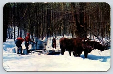 New Hampshire Gathering Sap Maple Sugar Bush Vintage Postcard