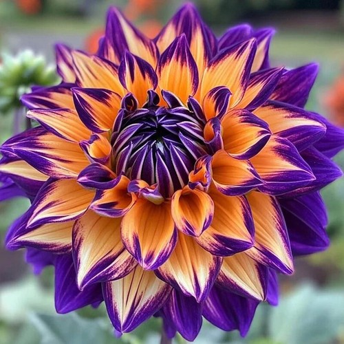 DAHLIA 100 SEEDS RARE DWARF SPRING MIX HUGE FLOWERS GARDEN CONTAINERS BEES - Picture 11 of 21