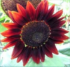 Red Sunflower - Helianthus annuus - 30 seeds - We Combine Shipping Chocolate