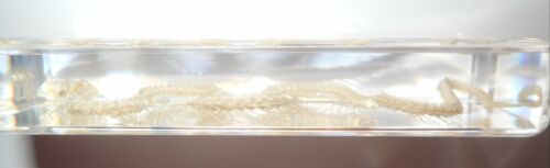 Esqueleto de serpiente de agua china en bloque de 164*78*20 mm muestra de animal educativo - Imagen 4 de 7